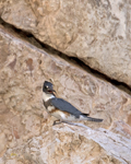 Belted Kingfisher 5390